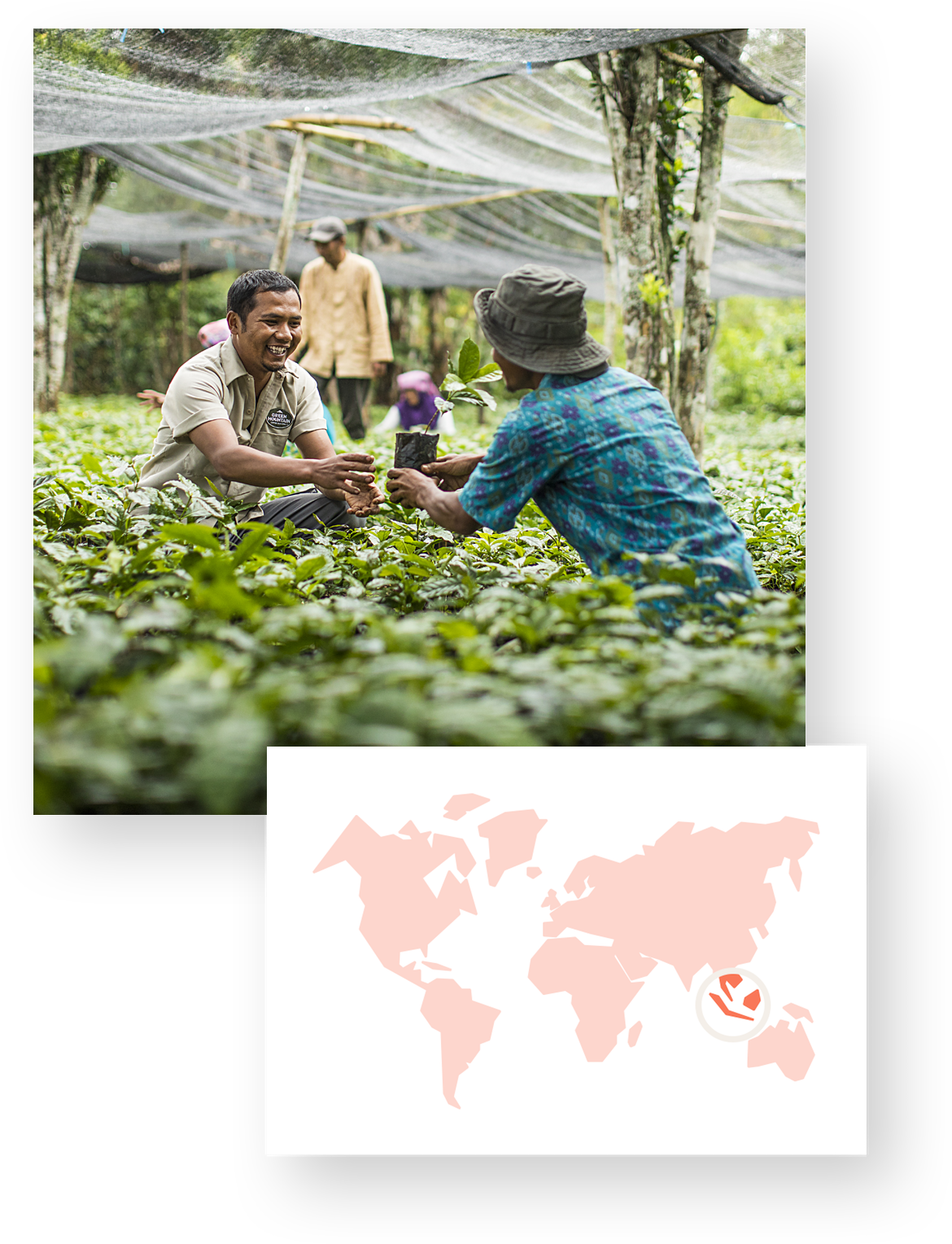 Here’s us giving a farmer a seedling in Sumatra