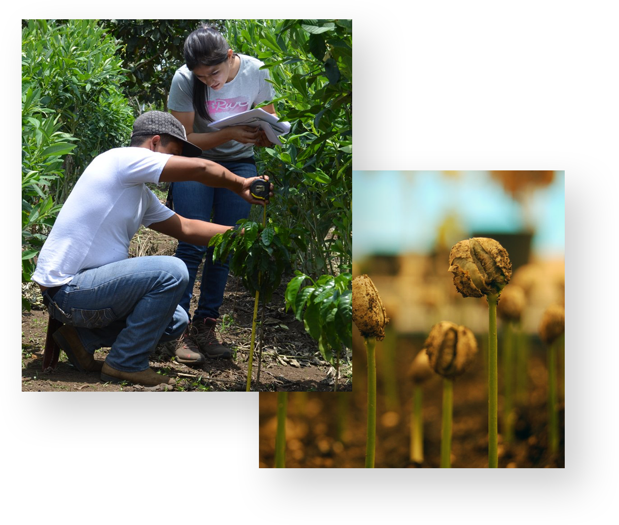 People examining the coffee trees